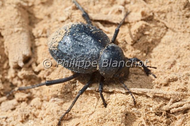 pimelia angulata .JPG - Pimelia angulata Ténébrions des sables, Pimélie du désertDarkling beetleColeopter, TenebrionidaeDésert Libyque, Egypte